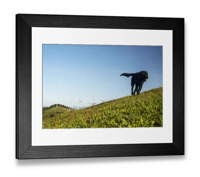 Framed Print : Costa Rica-Energy-Dog Framed Print : Costa Rica-Energy-Dog