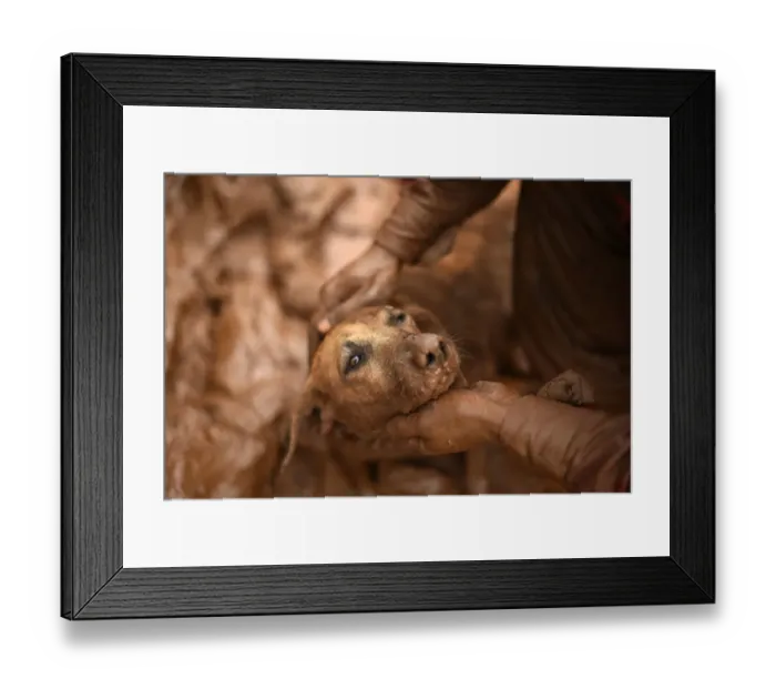 Framed Print : Brazil-Australia-Rescue-Dog
