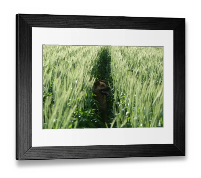 Framed Print : Argentina-Agriculture-Dog Framed Print : Argentina-Agriculture-Dog