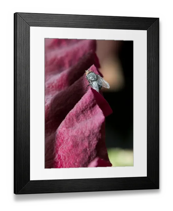 Framed Print : New Zealand-Botany-Offbeat