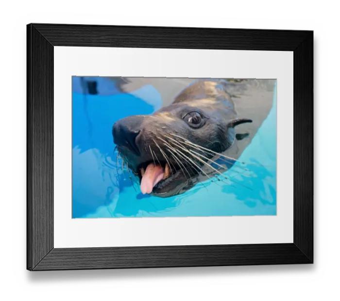 Framed Print : Australia-Zoo-Marine Wildlife-Seal Framed Print : Australia-Zoo-Marine Wildlife-Seal