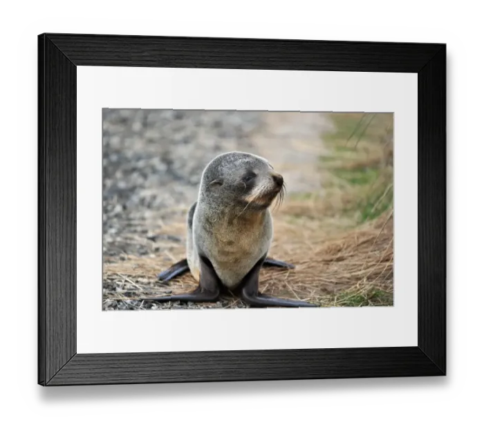 Framed Print : New Zealand-Wildlife-Feature-Seal Framed Print : New Zealand-Wildlife-Feature-Seal