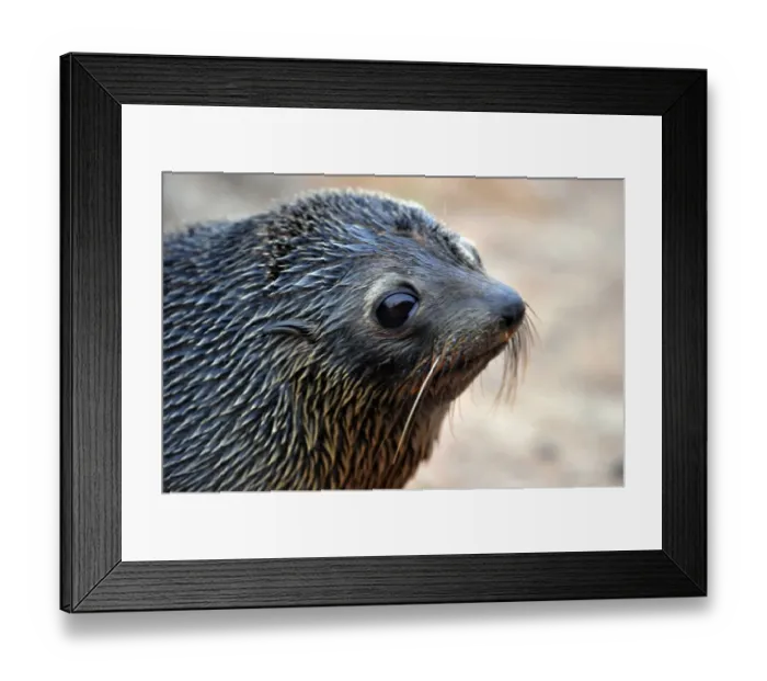 Framed Print : New Zealand-Wildlife-Seal Framed Print : New Zealand-Wildlife-Seal