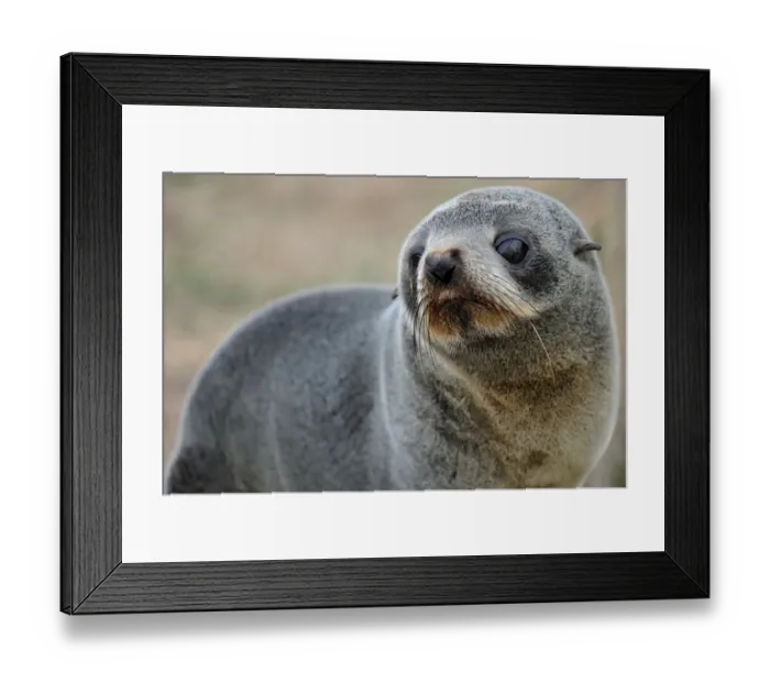 Framed Print : New Zealand-Animal-Seal