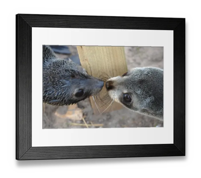 Framed Print : New Zealand-Wildlife-Seals Framed Print : New Zealand-Wildlife-Seals
