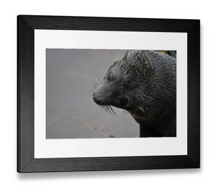 Framed Print : New Zealand- Animal - Seal Framed Print : New Zealand- Animal - Seal