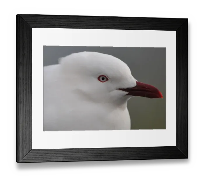 Framed Print : Nzealand-Wildlife-Feature-Bird