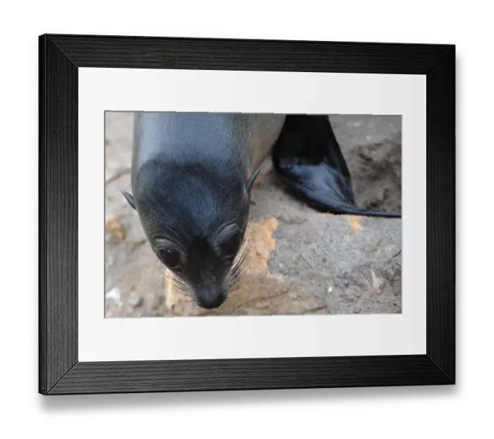 Framed Print : New Zealand-Wildlife-Feature-Seal Framed Print : New Zealand-Wildlife-Feature-Seal