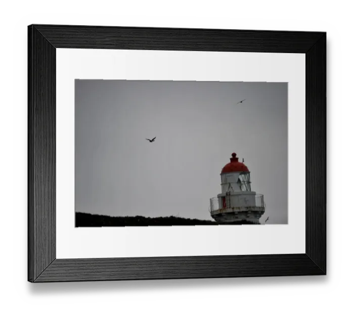 Framed Print : New Zealand-Wildlife-Feature