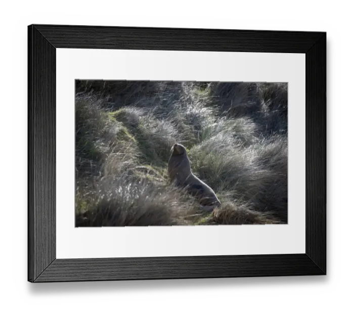 Framed Print : New Zealand-Animal- Sea Lion Framed Print : New Zealand-Animal- Sea Lion