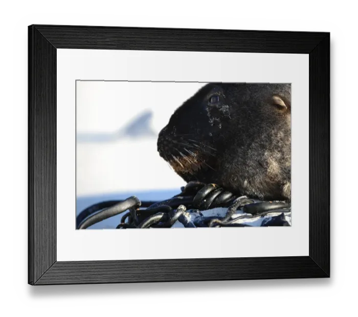 Framed Print : New Zealand-Animal-Seals Framed Print : New Zealand-Animal-Seals