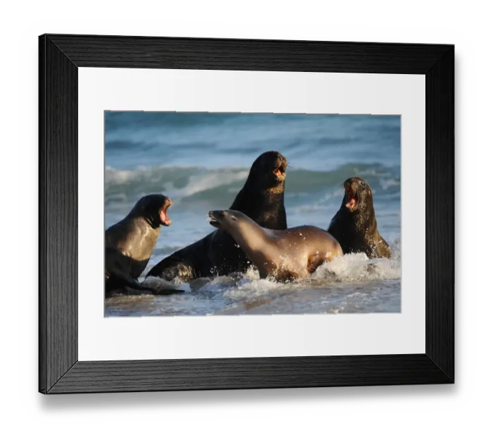 Framed Print : New Zealand-Animal-Seals Framed Print : New Zealand-Animal-Seals