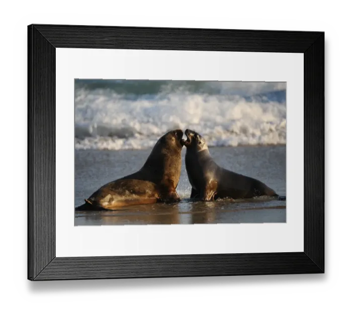 Framed Print : New Zealand-Animal-Feature-Seals Framed Print : New Zealand-Animal-Feature-Seals