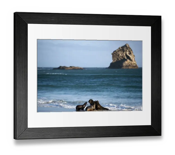 Framed Print : New Zealand-Animals-Sea Lions