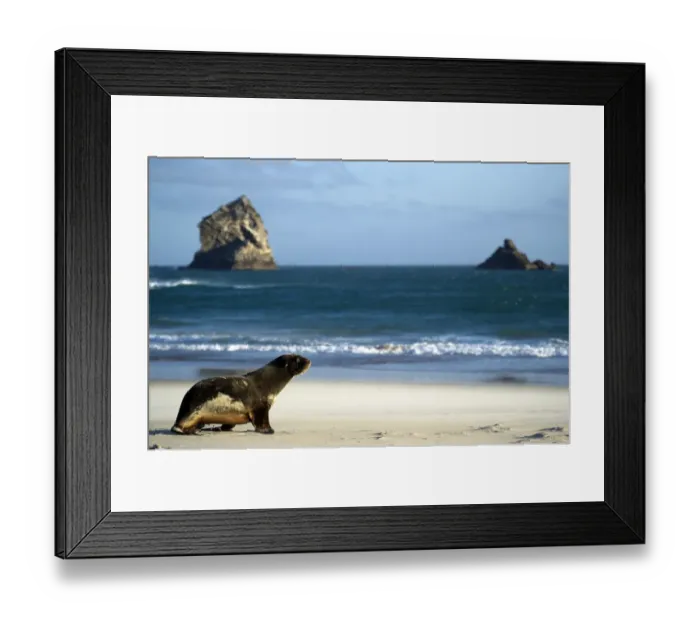 Framed Print : New Zealand-Feature-Sea Lion Framed Print : New Zealand-Feature-Sea Lion