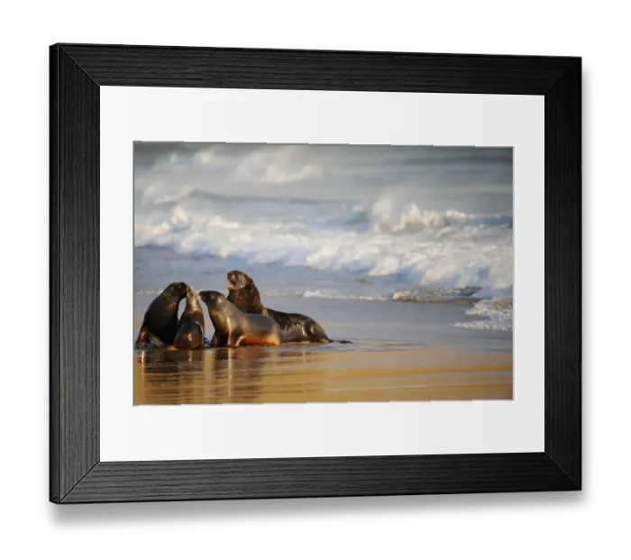 Framed Print : New Zealand-Animals-Sea Lions Framed Print : New Zealand-Animals-Sea Lions