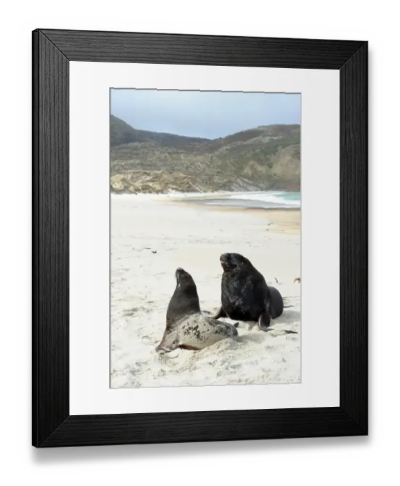 Framed Print : New Zealand-Beach-Sea Lions Framed Print : New Zealand-Beach-Sea Lions
