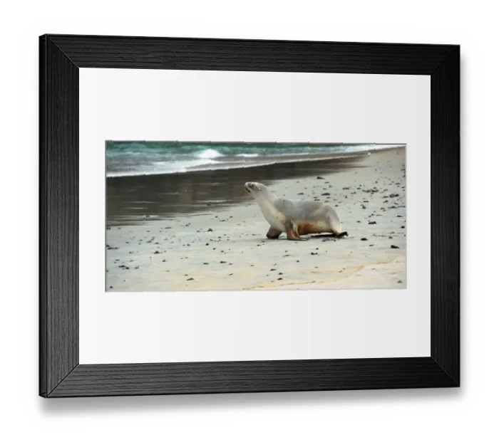 Framed Print : New Zealand-Animal- Sea Lion