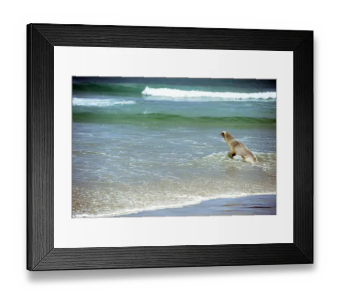 Framed Print : New Zealand-Dunedin-Sea Lion Framed Print : New Zealand-Dunedin-Sea Lion