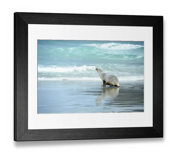 Framed Print : New Zealand-Animal-Sea Lion