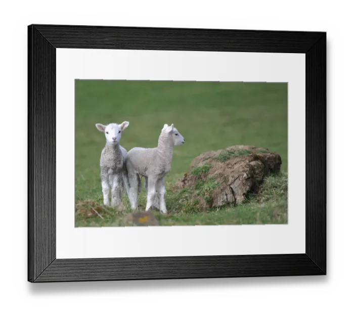 Framed Print : New Zealand-Animal-Lambs Framed Print : New Zealand-Animal-Lambs
