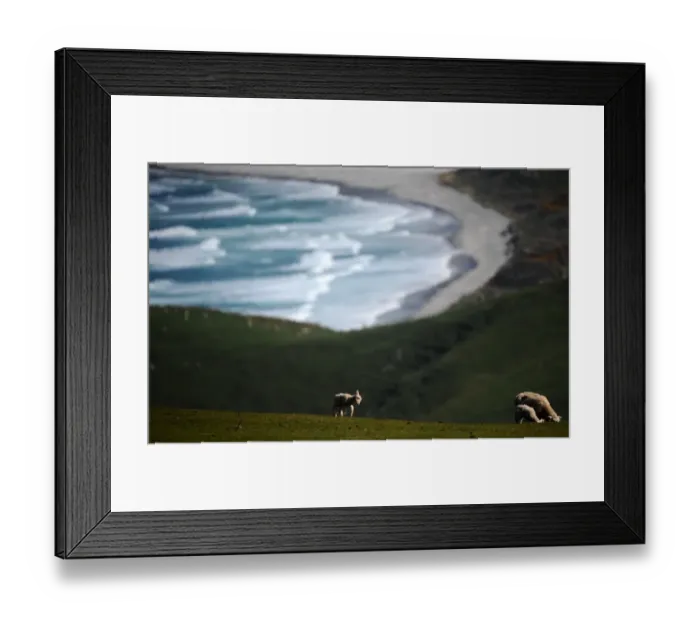 Framed Print : New Zealand-Animal-Lambs