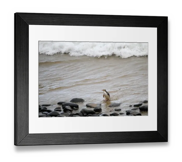 Framed Print : New Zealand-Feature-Animal-Penguin