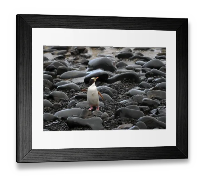 Framed Print : New Zealand-Feature-Animal-Penguin Framed Print : New Zealand-Feature-Animal-Penguin