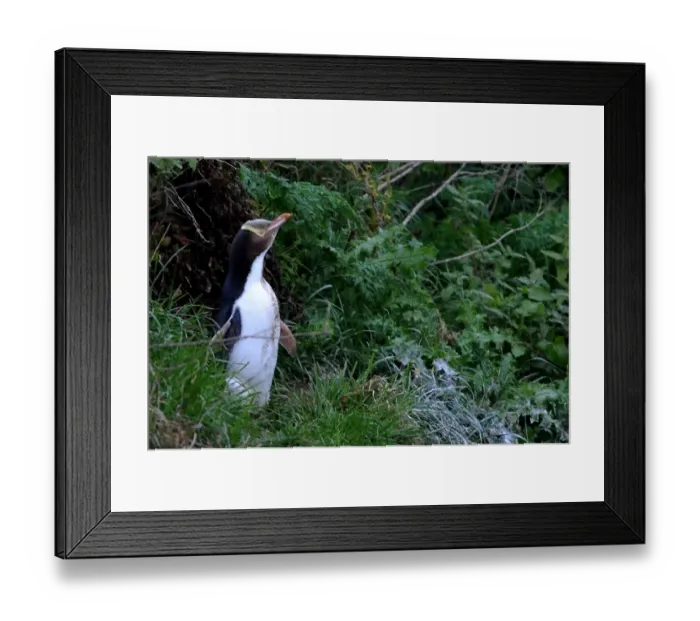 Framed Print : New Zealand-Feature-Animal-Penguin