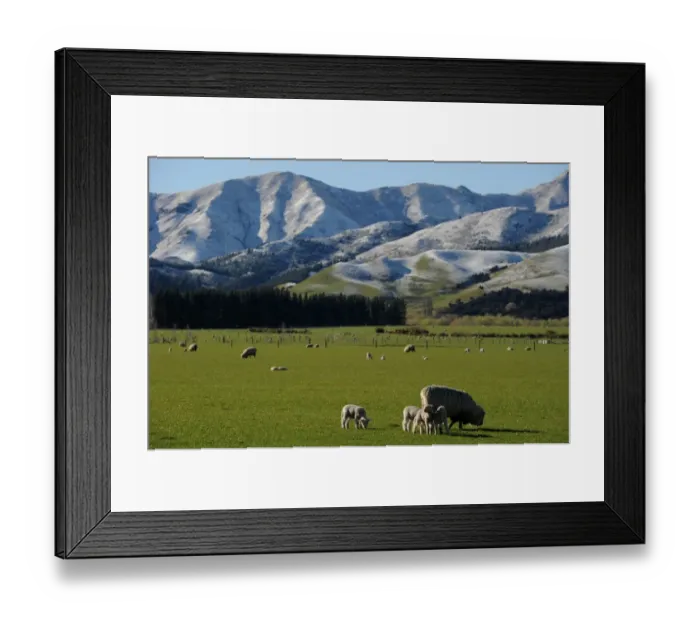 Framed Print : New Zealand-South Island-Nature Framed Print : New Zealand-South Island-Nature