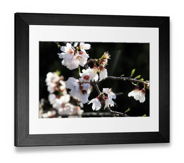 Framed Print : France - Nature - Mountains - Almond Tree Flowers Framed Print : France - Nature - Mountains - Almond Tree Flowers