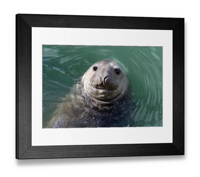 Framed Print : Nzealand-Elephant Seal-Homer  /  2