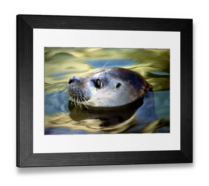 Framed Print : Animaux-Phoques Framed Print : Animaux-Phoques