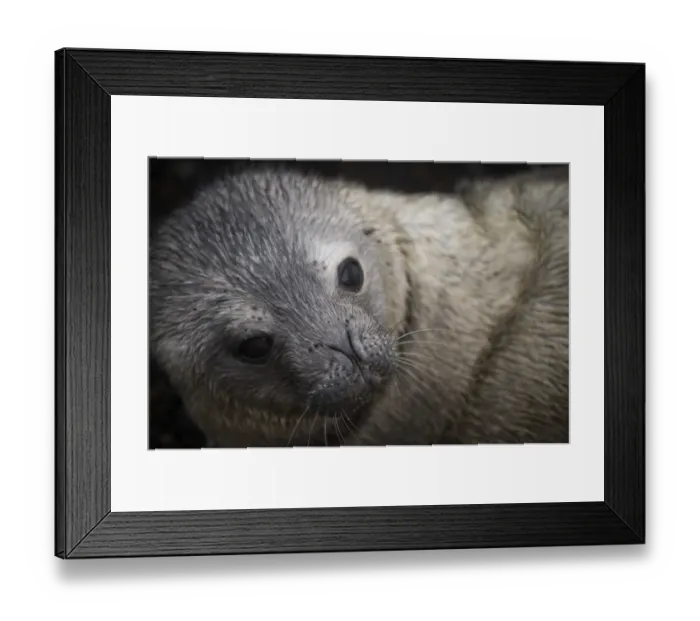 Framed Print : Animal-Antarctica-Seal