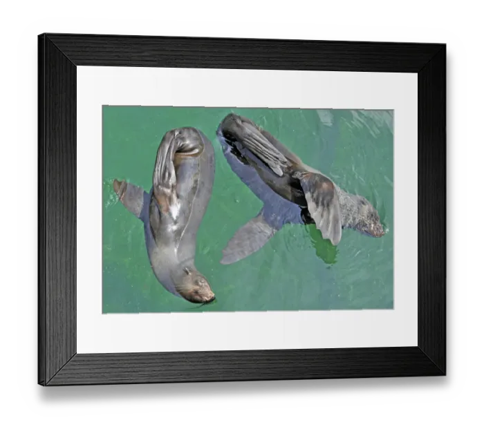 Framed Print : Germany-Animal- Fur Seals Framed Print : Germany-Animal- Fur Seals