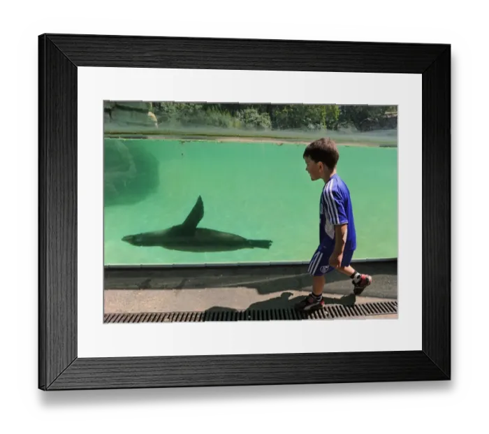 Framed Print : Germany-Animals-Seal-Offbeat Framed Print : Germany-Animals-Seal-Offbeat