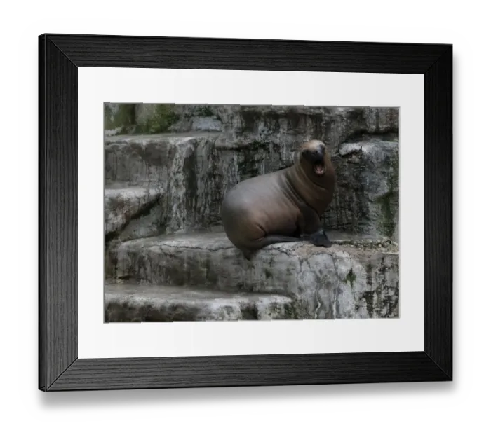 Framed Print : Feature-Austria-Animals