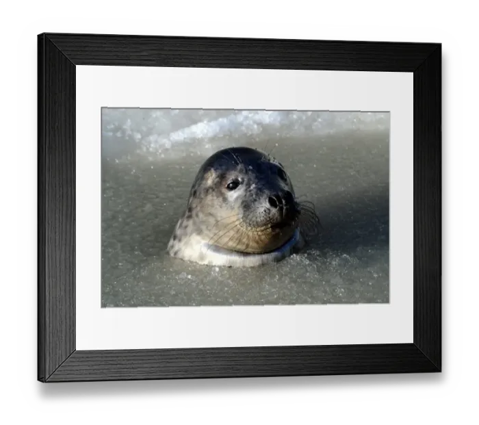 Framed Print : Germany-Animals-Seals