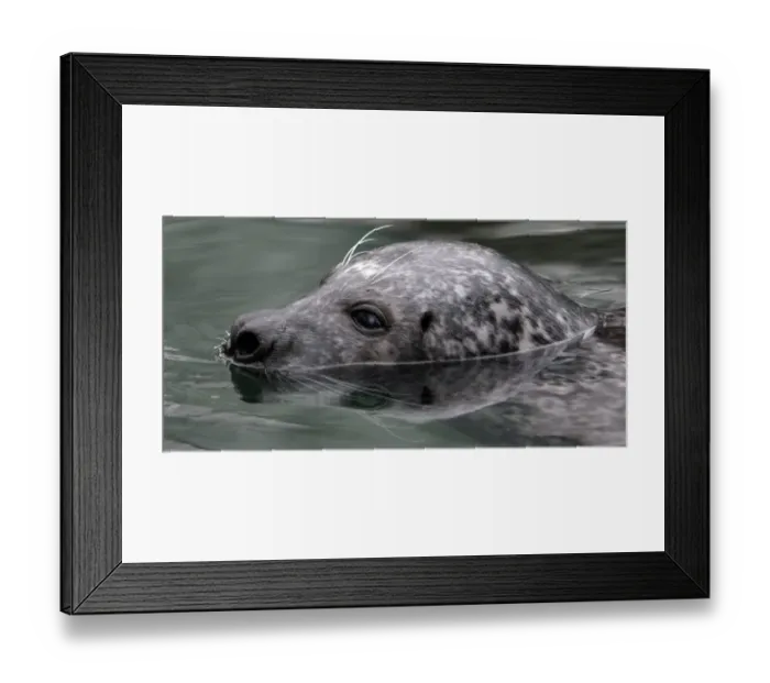 Framed Print : Hungary-Animal-Grey Seal