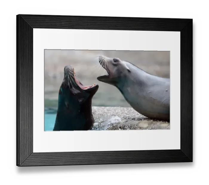 Framed Print : Germany-Animal-Sea Lions Framed Print : Germany-Animal-Sea Lions