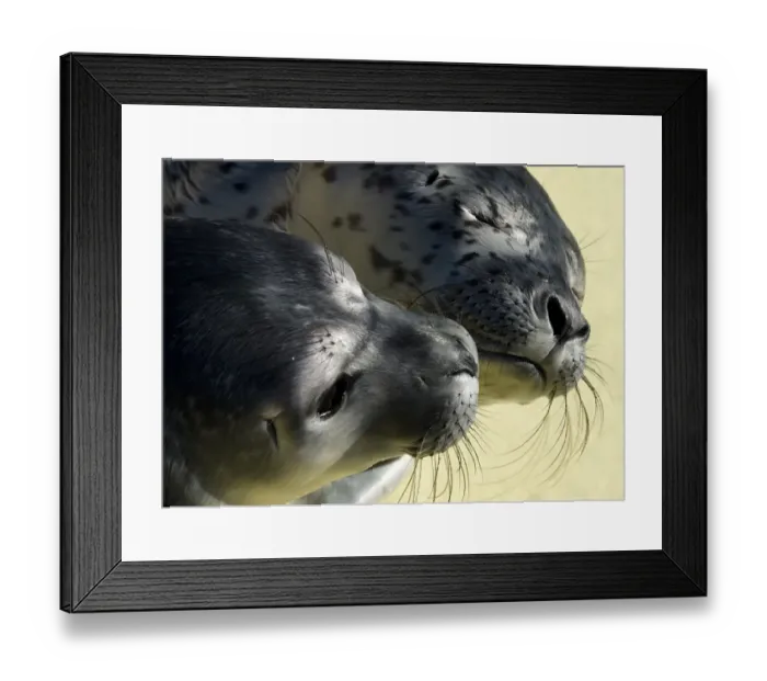 Framed Print : Germany-Animal-Seals Framed Print : Germany-Animal-Seals