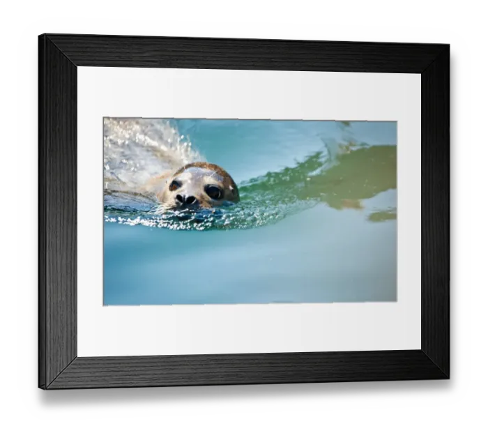 Framed Print : Germany-Animals-Feature Framed Print : Germany-Animals-Feature