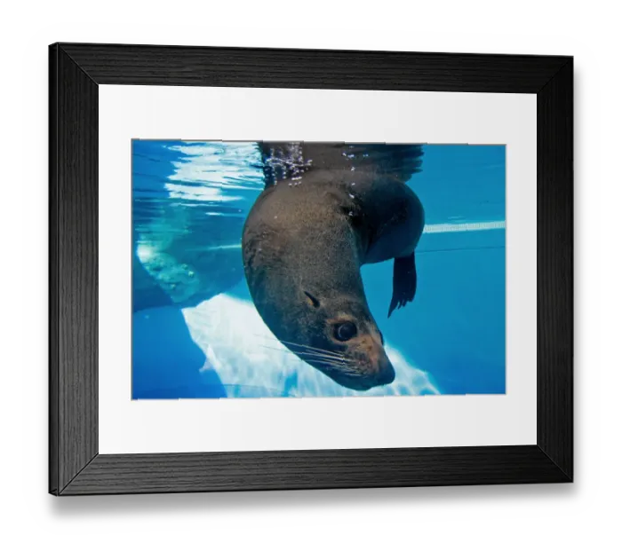 Framed Print : Australia-Zoo-Marine Wildlife-Seal