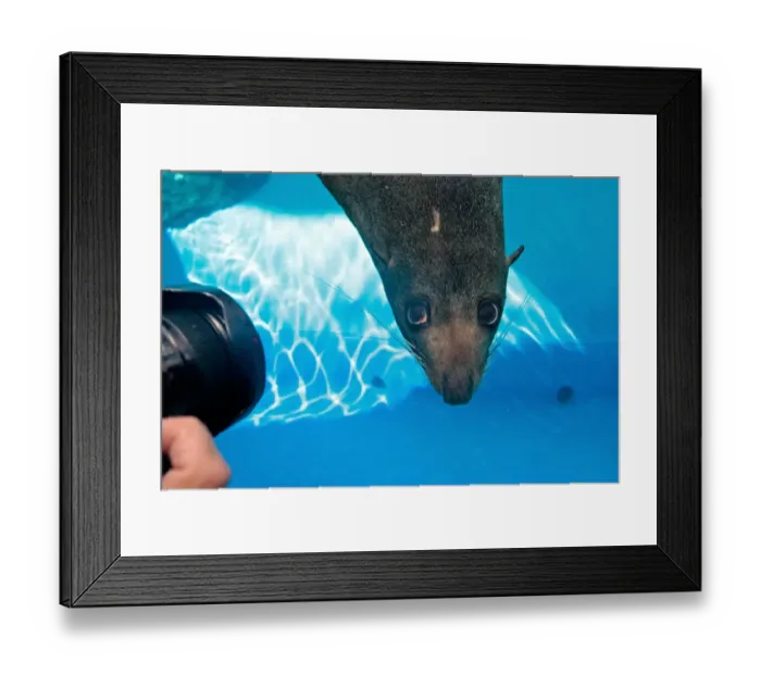 Framed Print : Australia-Zoo-Marine Wildlife-Seal