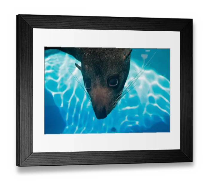 Framed Print : Australia-Zoo-Marine Wildlife-Seal