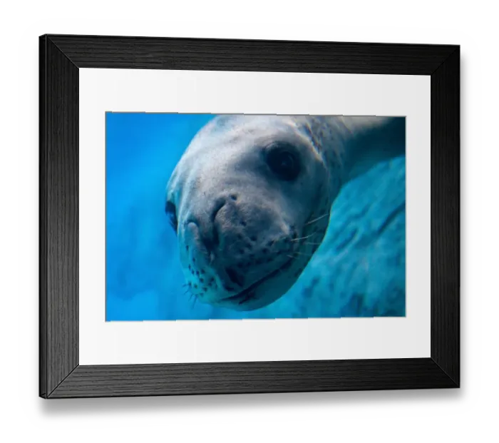 Framed Print : Australia-Zoo-Marine Wildlife-Seal
