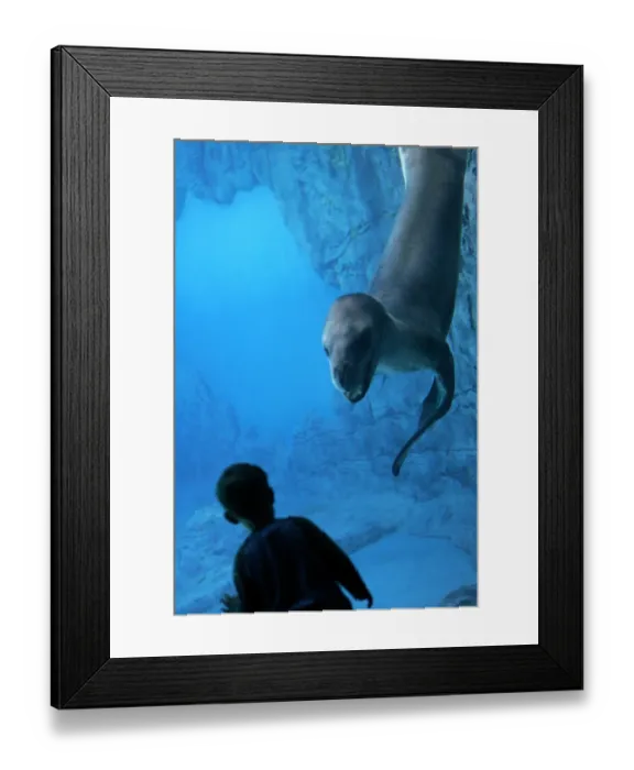 Framed Print : Australia-Zoo-Marine Wildlife-Seal Framed Print : Australia-Zoo-Marine Wildlife-Seal