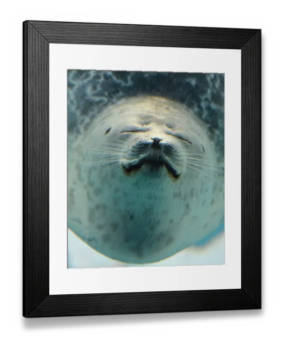 Framed Print : Japan-Animal-Seal