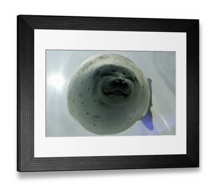 Framed Print : Correction-Japan-Animal-Seal