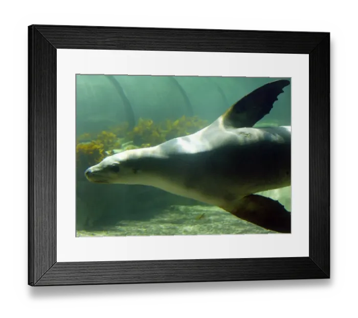Framed Print : Australia-Nature-Seal-Sanctuary